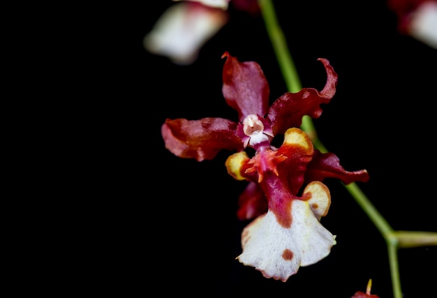 Photo orchids in the garden have a black background.