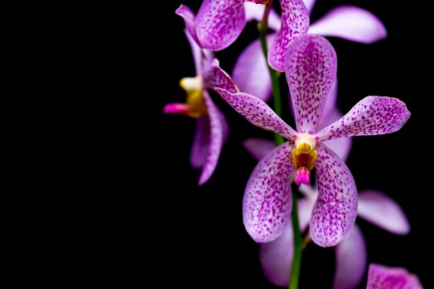 Orchids in the garden have a black background.