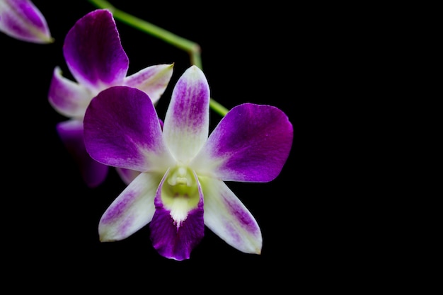 Orchids in the garden have a black background.