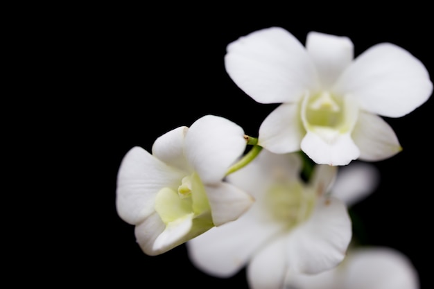 Orchids in the garden have a black background.