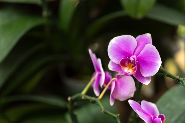 Orchids in the garden