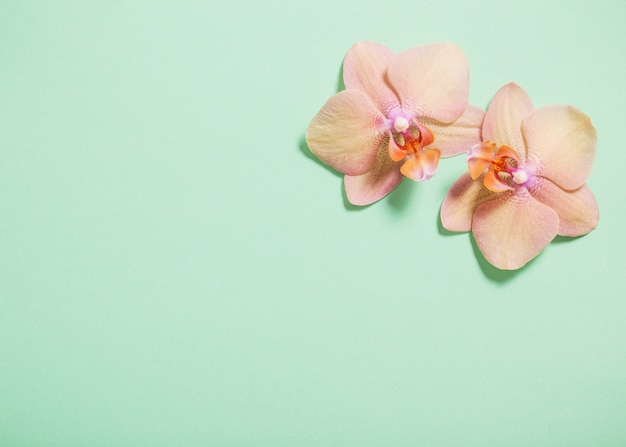 Orchids on green background