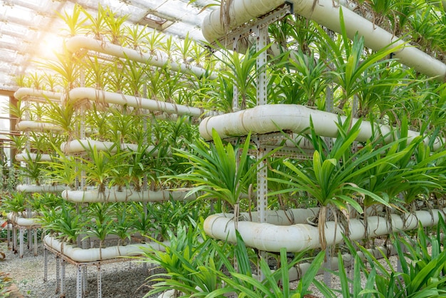 Orchids grown in greenhouses