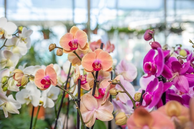 Foto orchidee alla mostra dei fiori delle orchidee