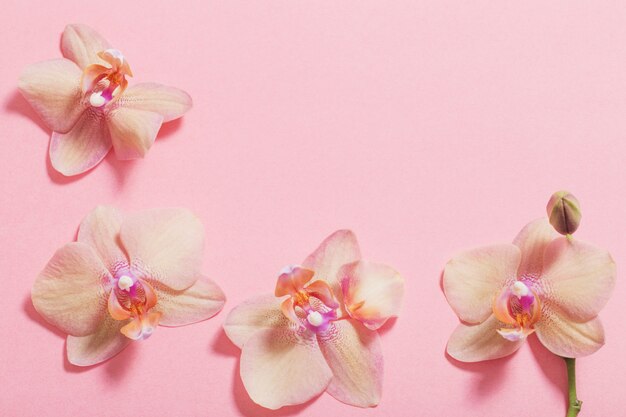 Orchids on pink background