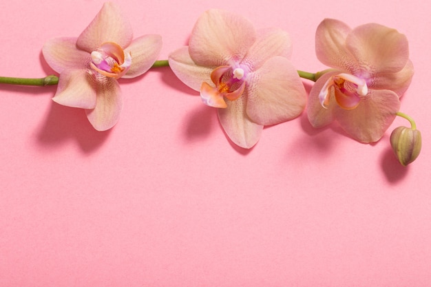 Orchids on pink wall