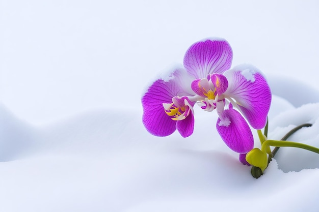 Orchids in the snow wallpapers and images wallpapers