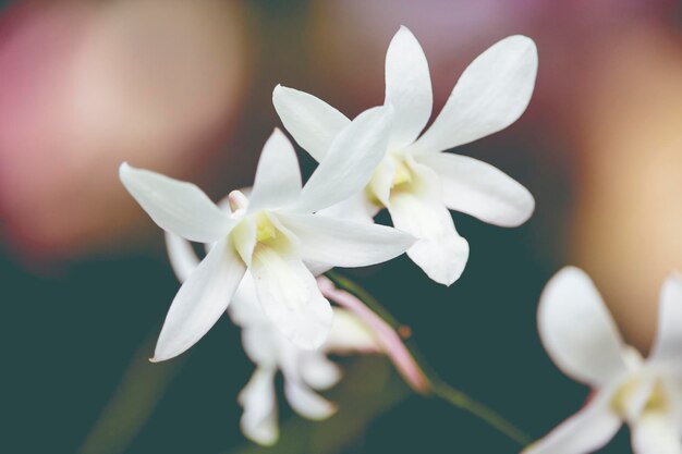 Orchids White Flower Orchidaceae