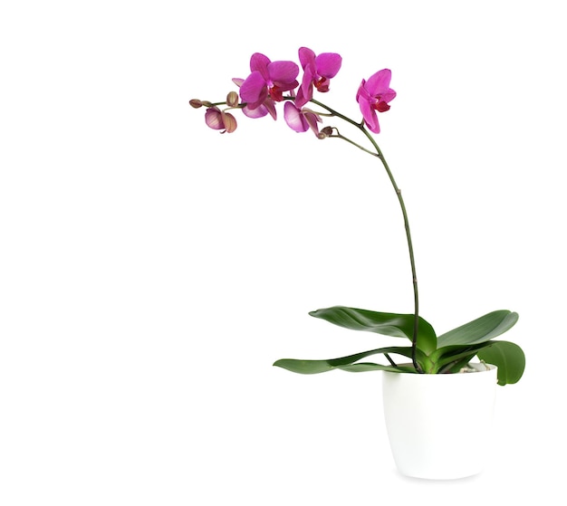 Foto orchidee