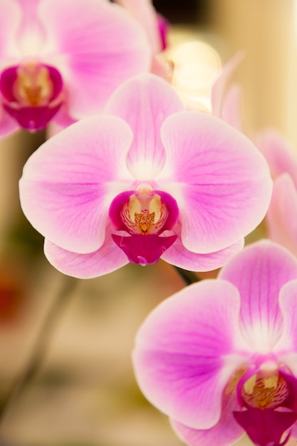 Orchids.