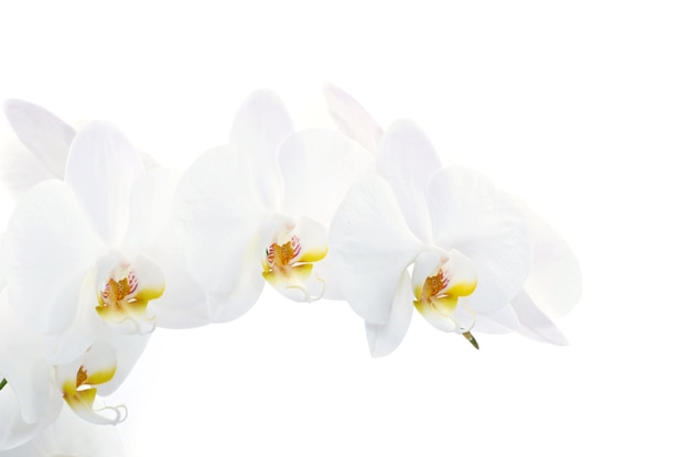 Orchids