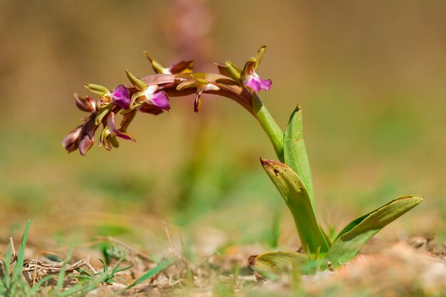 Orchis collina is een terrestrische soort van de orchideeënfamilie