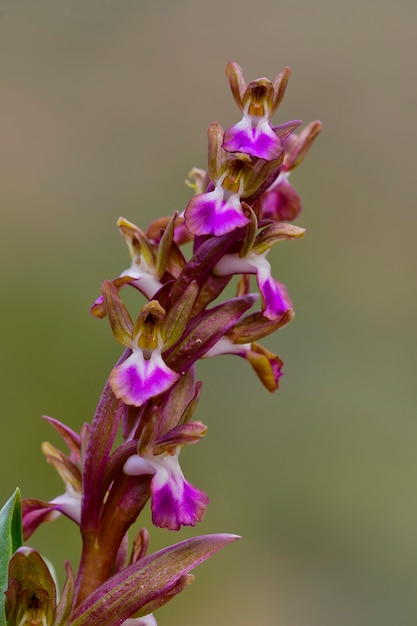 Orchis collina is a terrestrial species of the orchid family