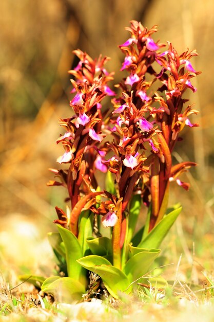 Orchis collina는 난초과의 육상 종입니다