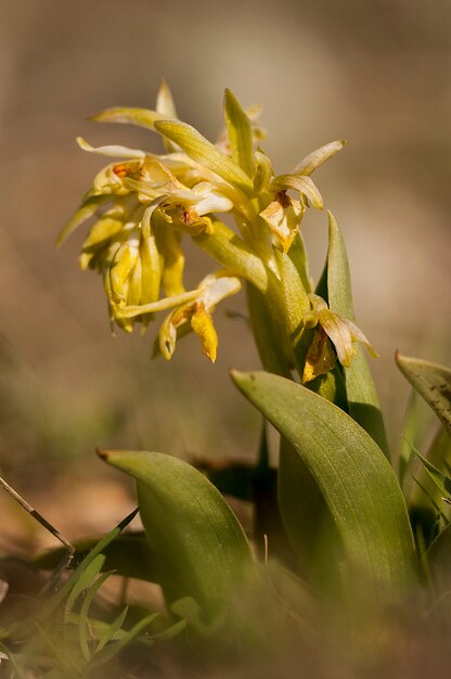 Orchis collina - наземный вид из семейства орхидей.