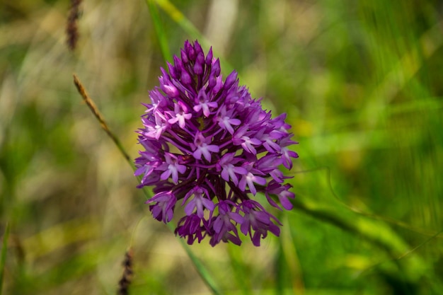 Photo orchis purpureadromefrance