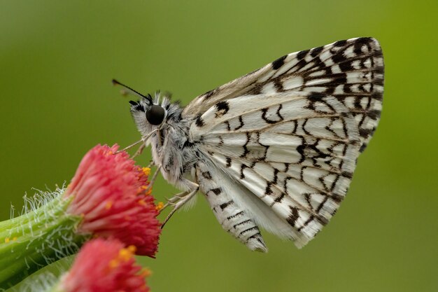 Burnsius orcus 종의 Orcus Checkered-Skipper