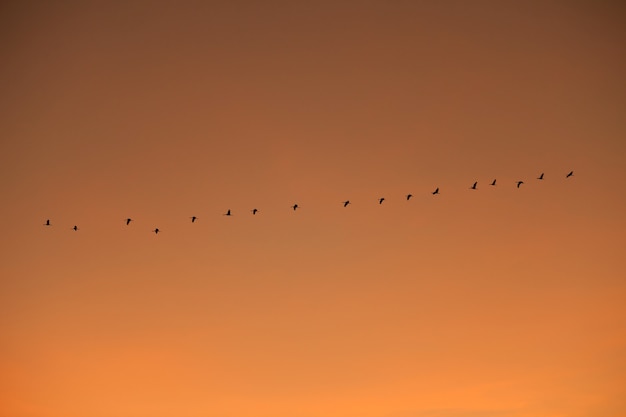 Ordered cranes flying in formation  