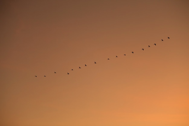 Ordered cranes flying in formation  