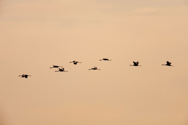 Ordered cranes flying in formation  