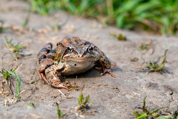 Photo an ordinary frog rana temporaria on the ground in the fores