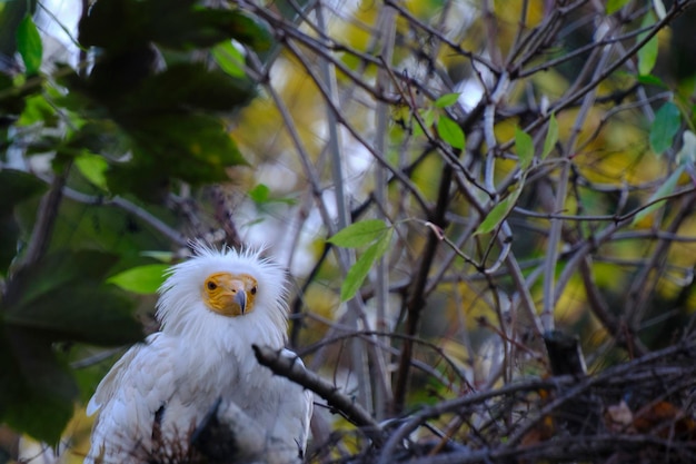 Ordinary vulture sits nest in tree