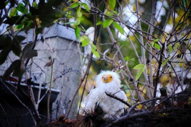 Ordinary vulture sits nest in tree