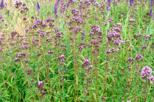 Oregano bloemen veld achtergrond