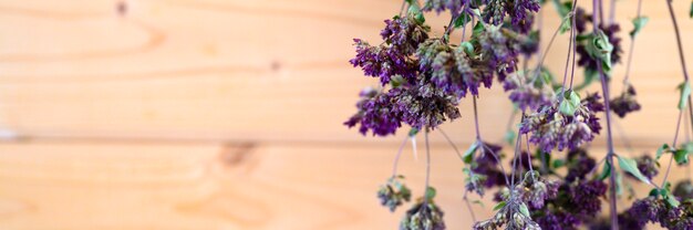 Oregano bundelt droge geneeskrachtige kruidenplant hangend drogen