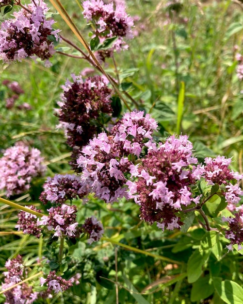 オレガノの花。クローズ アップ オレガノは蜂蜜と薬用植物です。オレガノ lat.オリガナム・ブルガレ