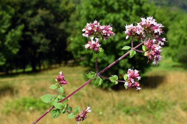 녹색 배경에 오레가노 꽃 Origanum vulgare