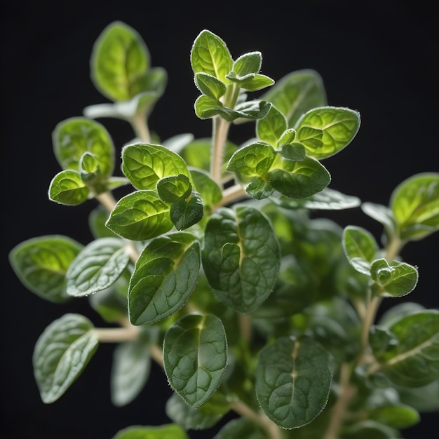 Oregano on an isolated black background