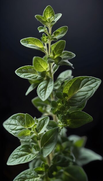 Foto origano su uno sfondo nero isolato