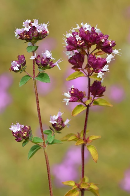 Oregano Origanum vulgare in bloei een plant die als specerij en medicinaal wordt gebruikt