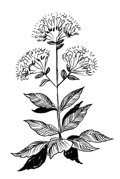 Oregano-plant. Inkt zwart-wit tekening
