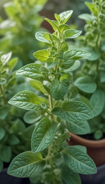 Oregano