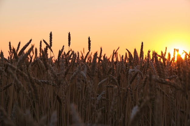 Oren rijpe tarwe in lichte kleurrijke zonsondergang