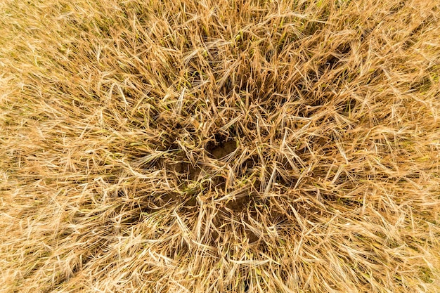 Oren van gerst zwaaien in de wind Gebied van mooie zomerse gouden rogge gerst en tarwe close-up voor groene industrie Groothoek bovenaanzicht