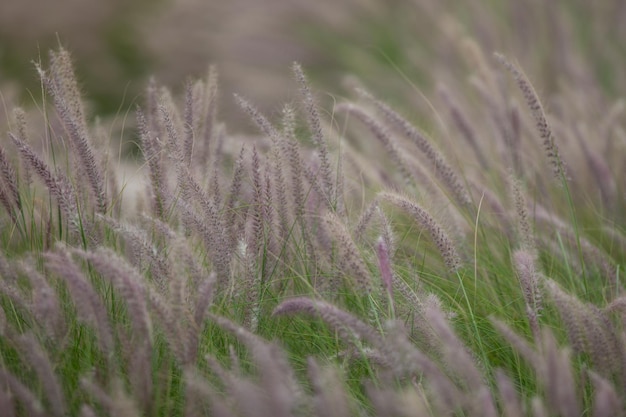 Oren van groene planten in de wind in het veldWilde tarweaartjes in het veld