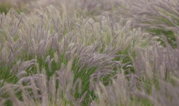 Oren van groene planten in de wind in het veldWilde tarweaartjes in het veld