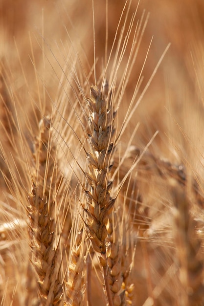 Oren van rijpe tarwe Graan op het veld close-up Een veld met gewassen van graan dat klaar is om te oogsten