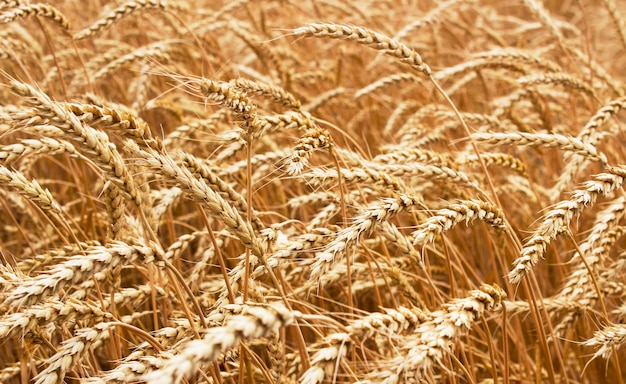 Oren van rijpe tarwe groeien in een tarweveld