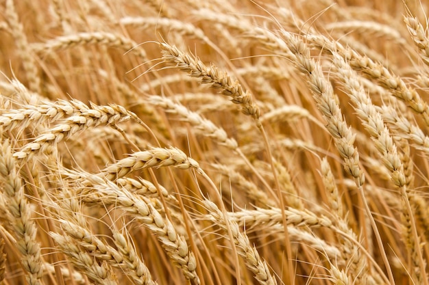 Oren van rijpe tarwe groeien in een tarweveld