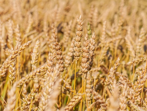 Oren van rijpe tarwe in het veld