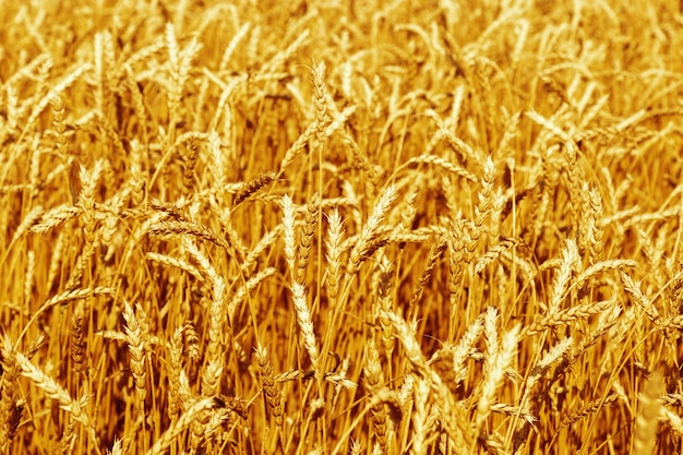 Oren van rijpe tarwe tegen blauwe lucht Tarweveld landbouwgrond natuur milieu Rijke oogst