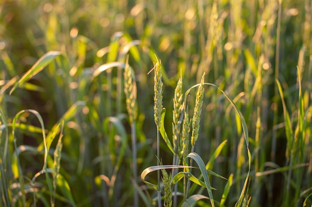 Oren van tarwe of rogge groeien in het veld bij zonsondergang. Een veld van rogge tijdens de oogstperiode in een landbouwgebied.