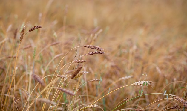 Oren van tarwe of rogge groeien in het veld bij zonsondergang. Een veld van rogge tijdens de oogstperiode in een landbouwgebied.