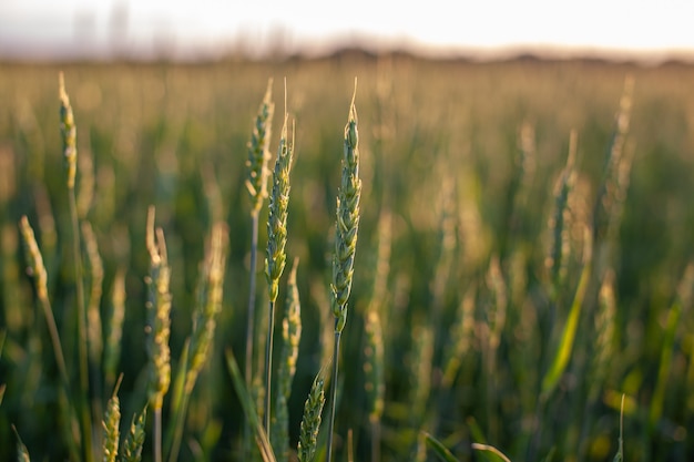 Oren van tarwe of rogge groeien in het veld bij zonsondergang. een veld van rogge tijdens de oogstperiode in een landbouwgebied.