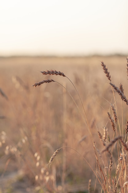 Oren van tarwe of rogge groeien in het veld bij zonsondergang. veld van rogge tijdens de oogstperiode in een landbouwgebied. Achtergrond van rijpende oren van tarweveld. Rijk oogstconcept. Labelkunstontwerp