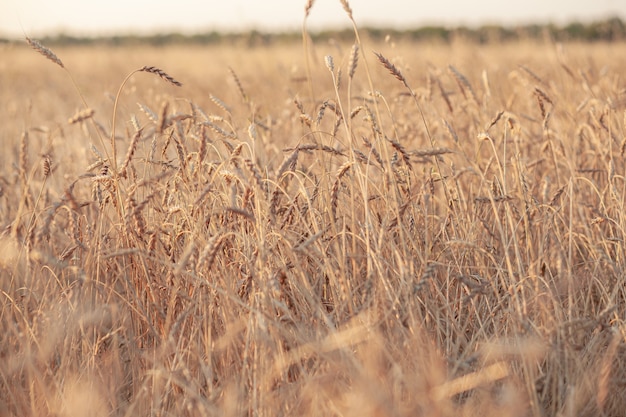 Oren van tarwe of rogge groeien in het veld bij zonsondergang. veld van rogge tijdens de oogstperiode in een landbouwgebied. Achtergrond van rijpende oren van tarweveld. Rijk oogstconcept. Labelkunstontwerp